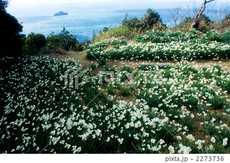 白崎海岸の水仙 2273736