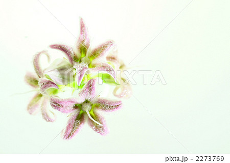 ががいも 2273769