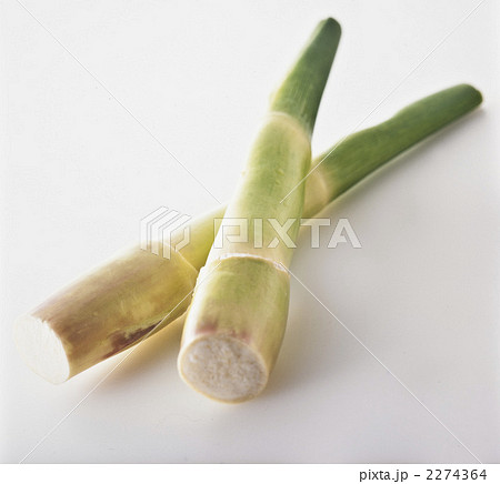 まこも まこも 2274364