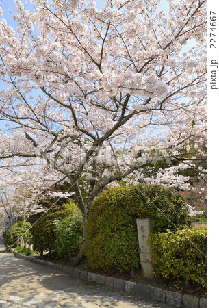 哲学の道　関雪桜 2274667
