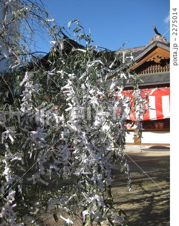 沢山のおみくじ 2275014