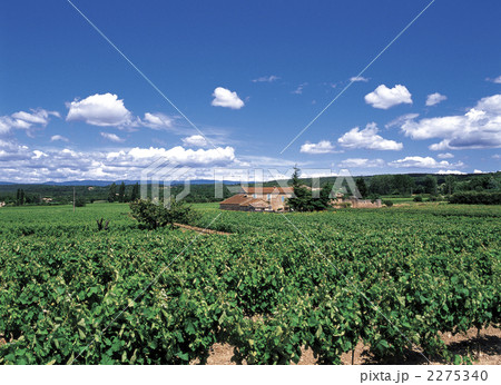 プロヴァンス地方のワイン畑 2275340