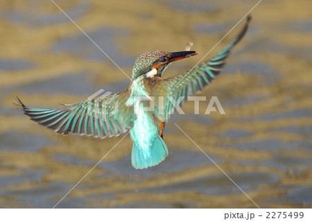 魚を咥え飛ぶカワセミ 2275499
