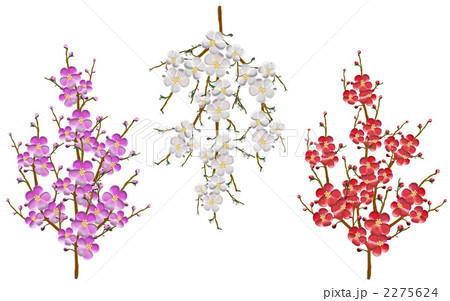 梅や桃の花のイラスト ｃｇ のイラスト素材