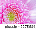 ガーベラ 2275684
