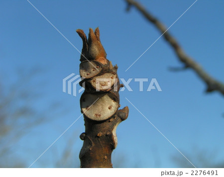 春には赤いきれいな芽を出す幼顔のようなチャンチンの葉痕 2276491