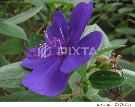 ノボタン 大 ノボタン 大 2276818