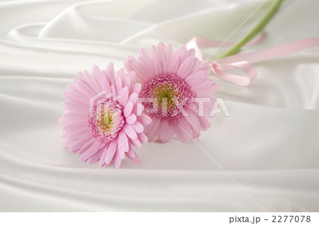 ガーベラと白いサテン 2277078