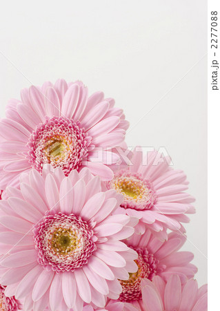 ガーベラの花束 2277088