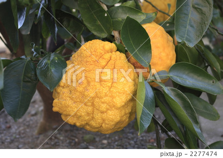 おにゆず 2277474