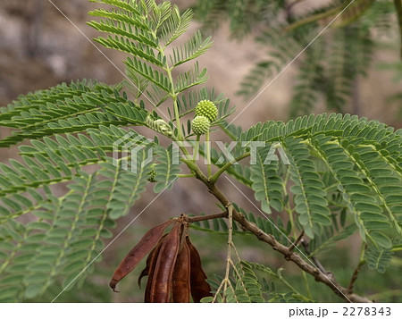 ねむの木 2278343