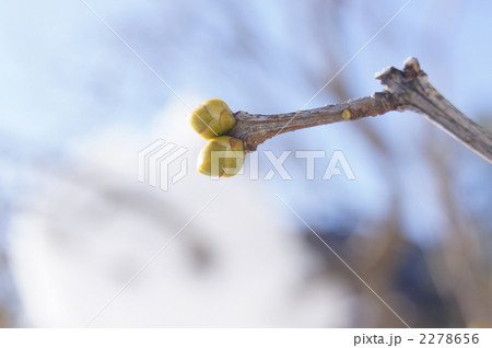 ライラックの冬芽 2278656
