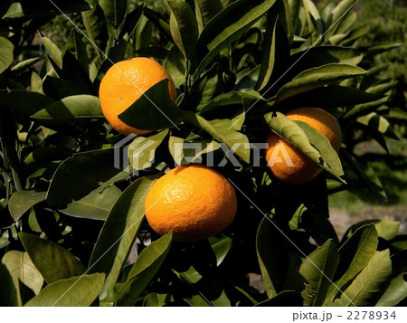 ナツミカン 2278934