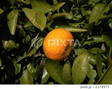 ナツミカン ナツミカン 2278977