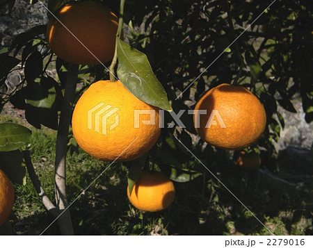 ナツミカン ナツミカン 2279016