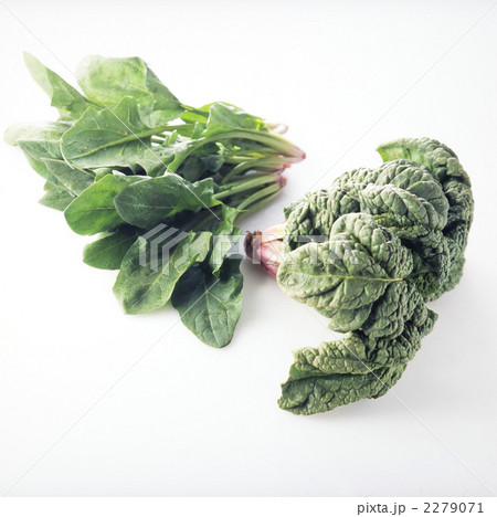 ほうれん草 2279071