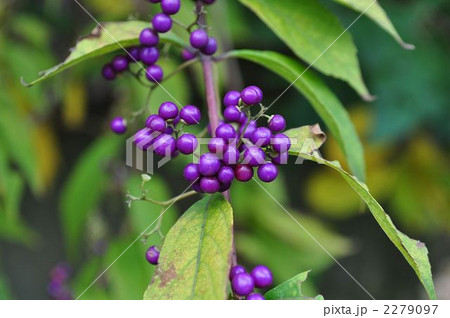 ムラサキシキブ 実 ムラサキシキブ 実 2279097
