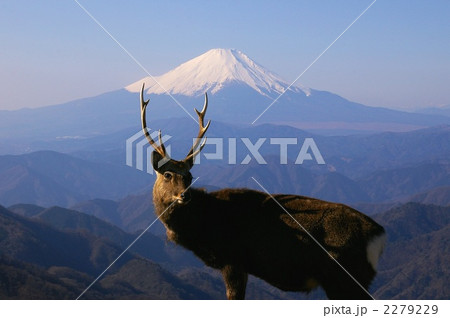 富士山と丹沢の鹿 2279229