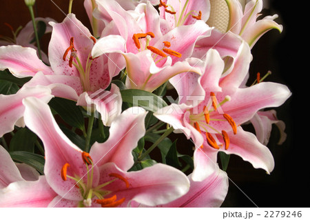 ユリ　ソルボンヌ 2279246