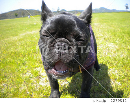 フレンチブルドックのあくび フレンチブルドックのあくび 2279312