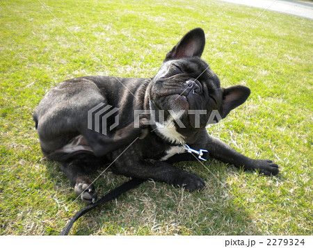 かいかい かいかい 2279324