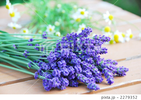 ラベンダーとカモミール 2279352