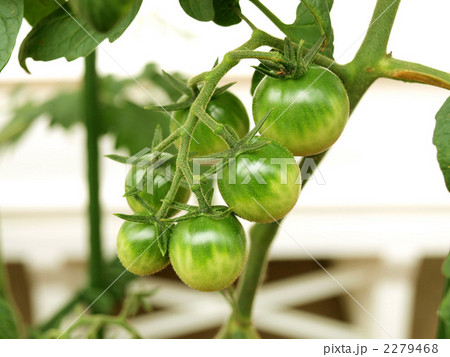 まだ熟していない鈴なりミニトマト 2279468