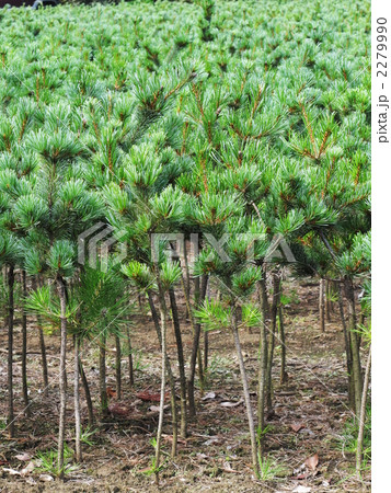 松の苗木畑 2279990