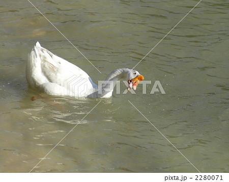 笠城ダム公園のガチョウ 笠城ダム公園のガチョウ 2280071