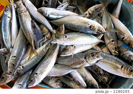アジの水揚げ 2280205