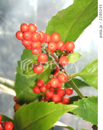 秋に丸い赤い実を付ける常緑樹 小低木 正月の切り花千両の写真素材