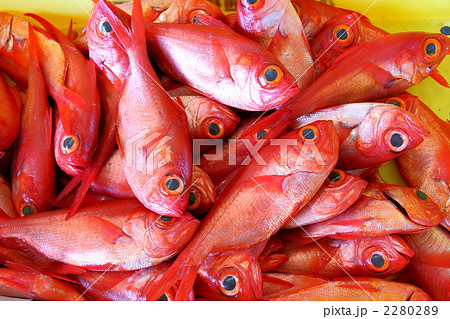 キンメダイの水揚げ 2280289