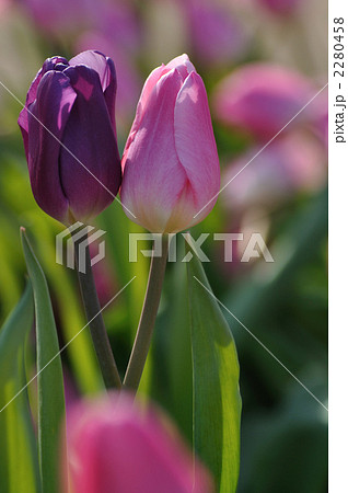 アイスチューリップ 2280458