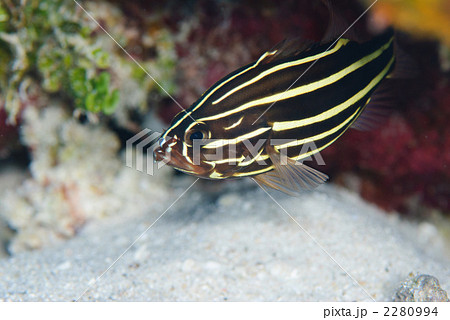 ヌノサラシ 2280994