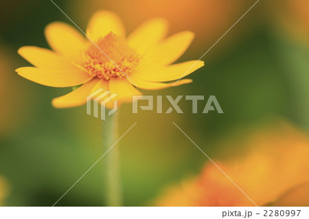 メランポジューム 2280997