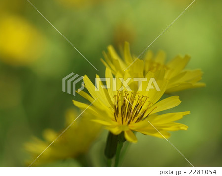 オオジシバリの花 オオジシバリの花 2281054