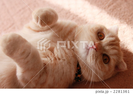 寝転がる猫 寝転がる猫 2281361