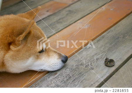 いもむしと柴犬 2281655