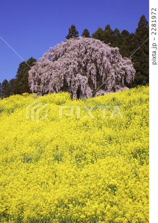 合戦場のしだれ桜 黄色と桃色の共演 合戦場のしだれ桜 黄色と桃色の共演 2281972