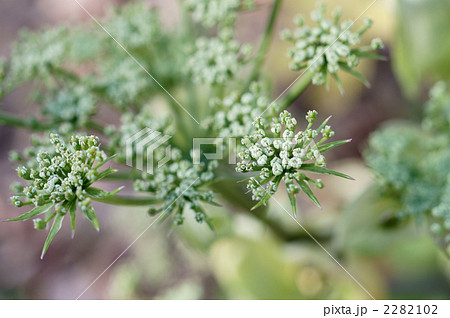 アシタバ 2282102