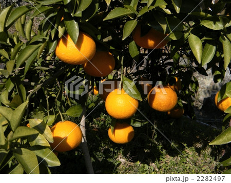 ナツミカン ナツミカン 2282497