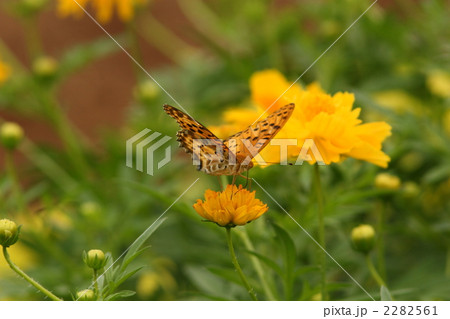 キバナコスモスで吸蜜するツマグロヒョウモンのオス キバナコスモスで吸蜜するツマグロヒョウモンのオス 2282561