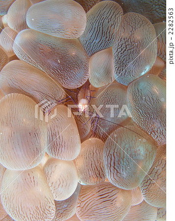 バブルコーラルシュリンプ 2282563