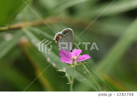 吸蜜するツバメシジミ 2282708