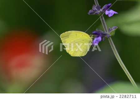吸蜜するキタキチョウ 2282711