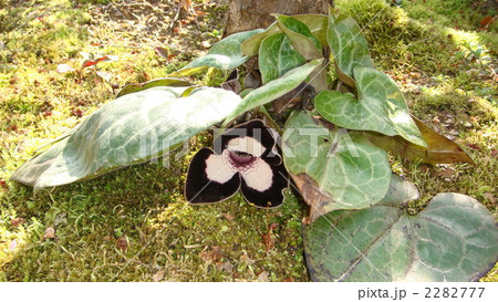 パンダカンアオイ パンダカンアオイ 2282777