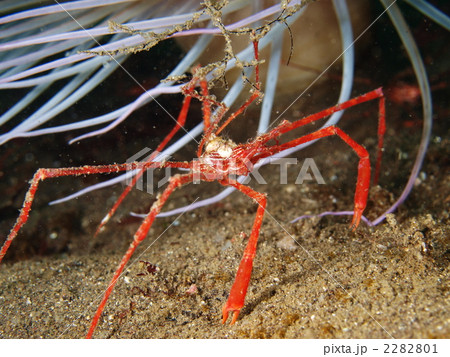 ミズヒキガニ ミズヒキガニ 2282801