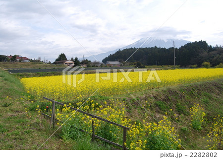 菜の花畑 2282802