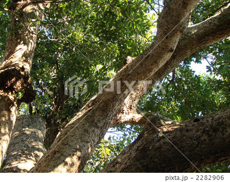 タブノキ 2282906