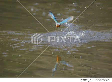 水面を飛上がるカワセミ 2282952